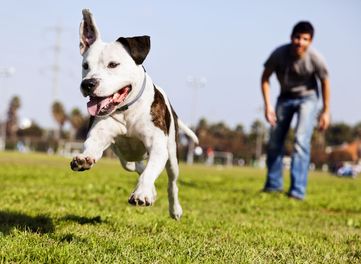 Dog Running